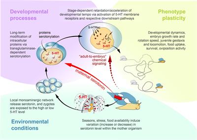Maternal Serotonin: Shaping Developmental Patterns and Behavioral Strategy on Progeny in Molluscs